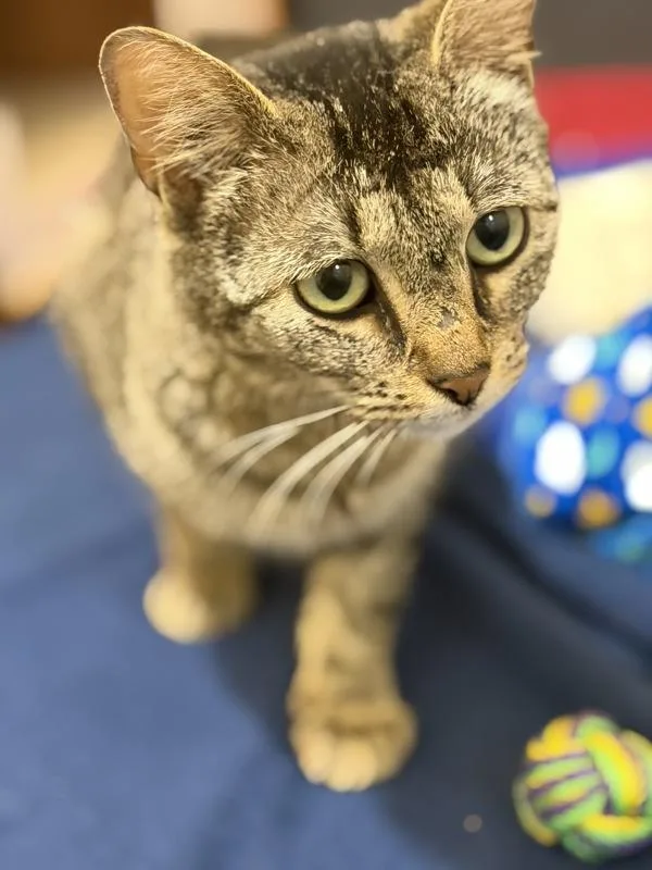 Tabbioca