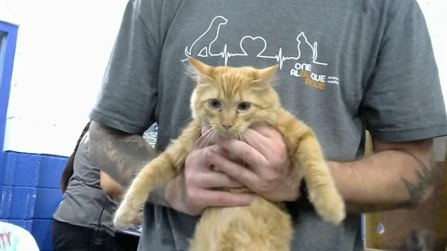A baby small-sized female Domestic Short Hair cat named Arana for adoption in Albuquerque, NM