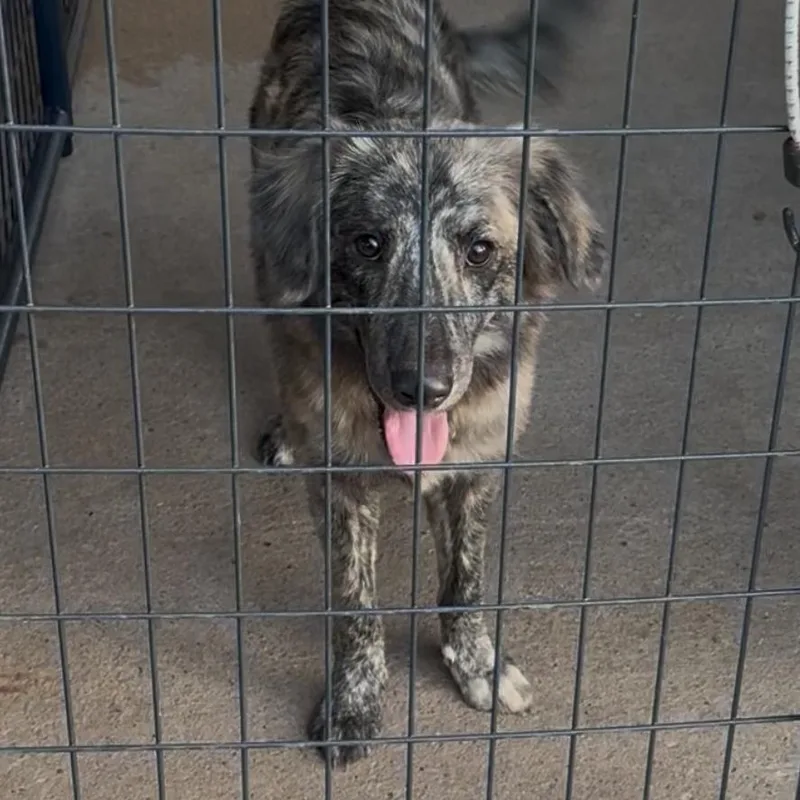 A young small-sized female Brindle Dutch Shepherd dog named Myers for adoption in Lake Jackson, TX