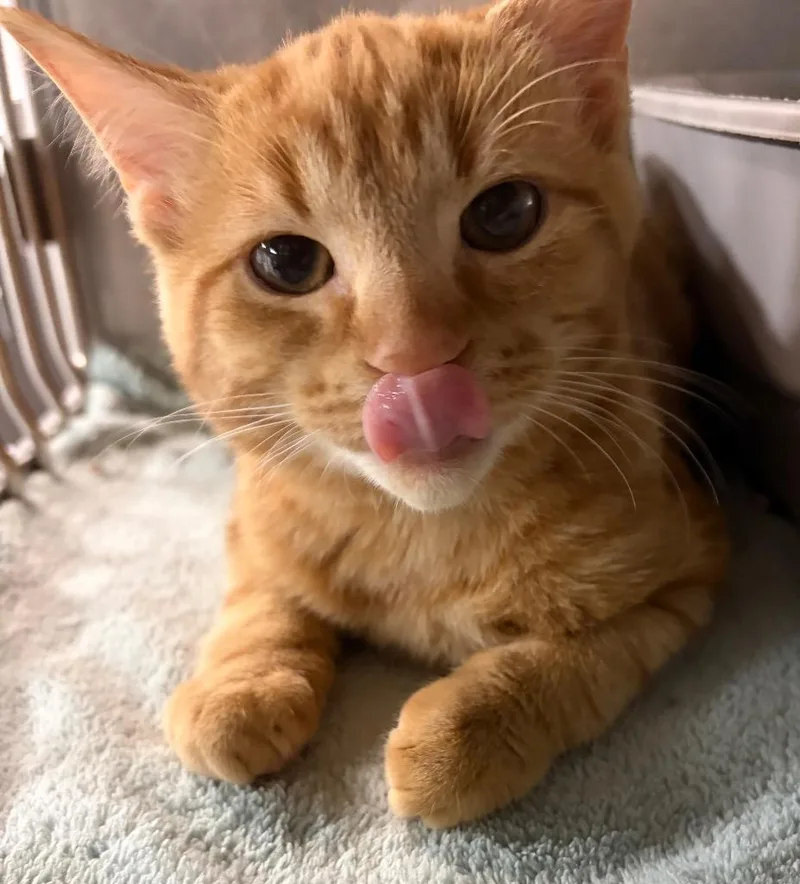 A baby medium-sized male Domestic Short Hair cat named Catamari for adoption in Huntington, IN