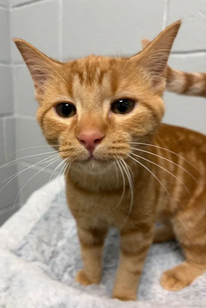 Catamari thumbnail 2