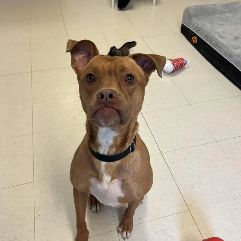 Hot Air Balloon thumbnail 2