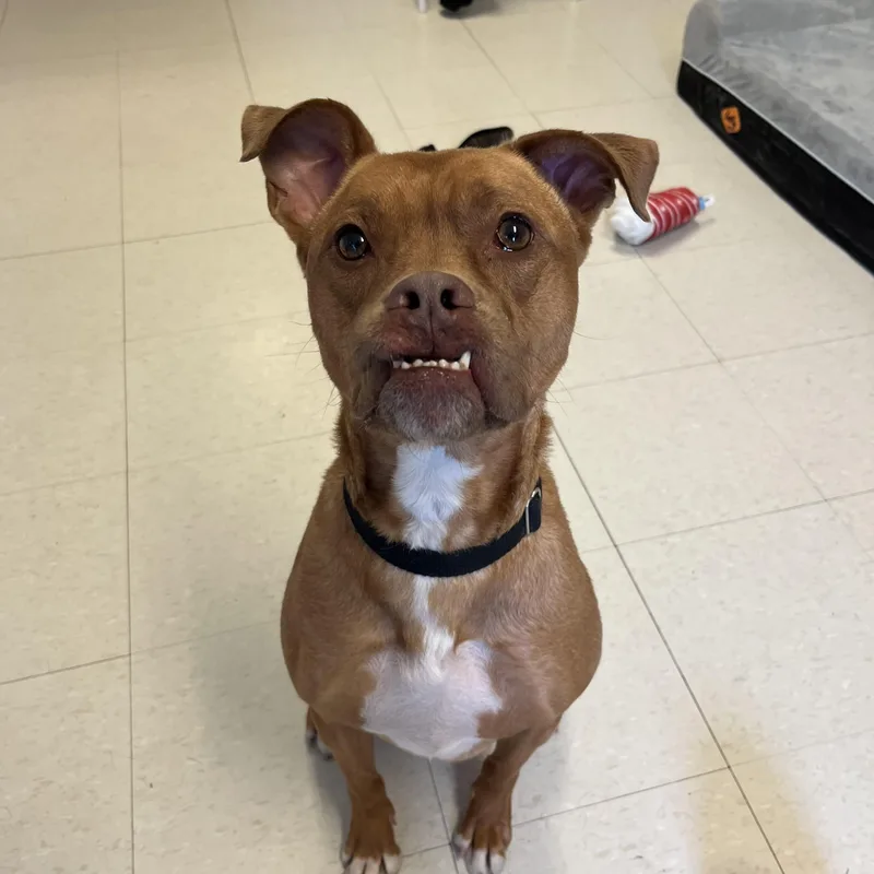 Hot Air Balloon thumbnail 3