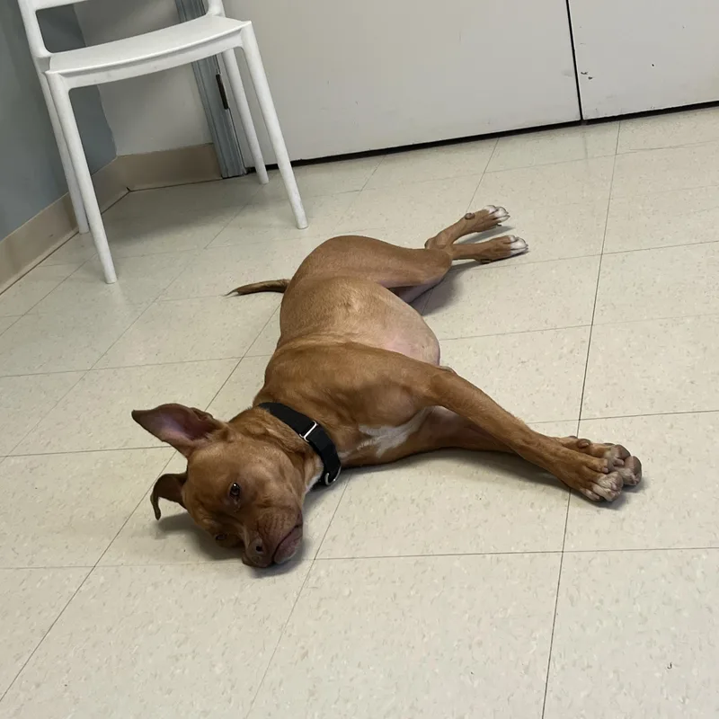 Hot Air Balloon thumbnail 4