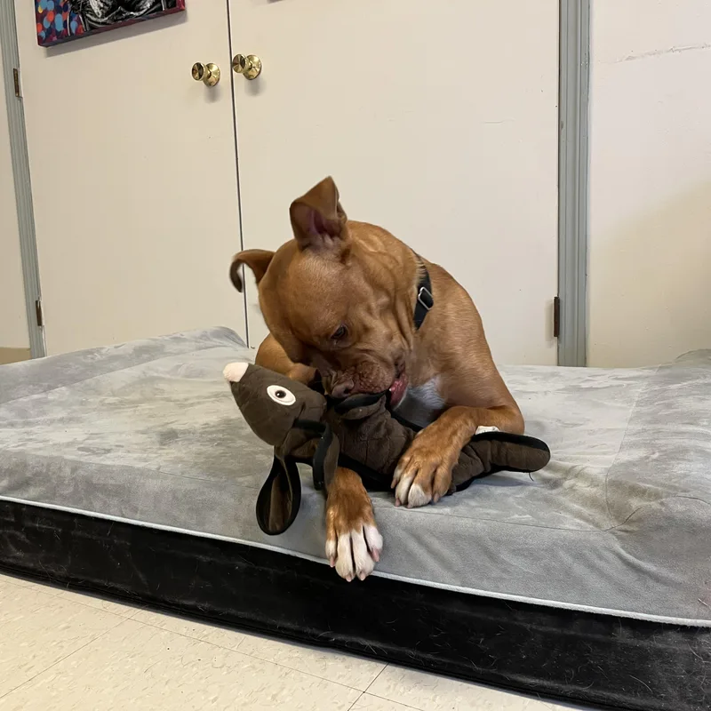 Hot Air Balloon thumbnail 5