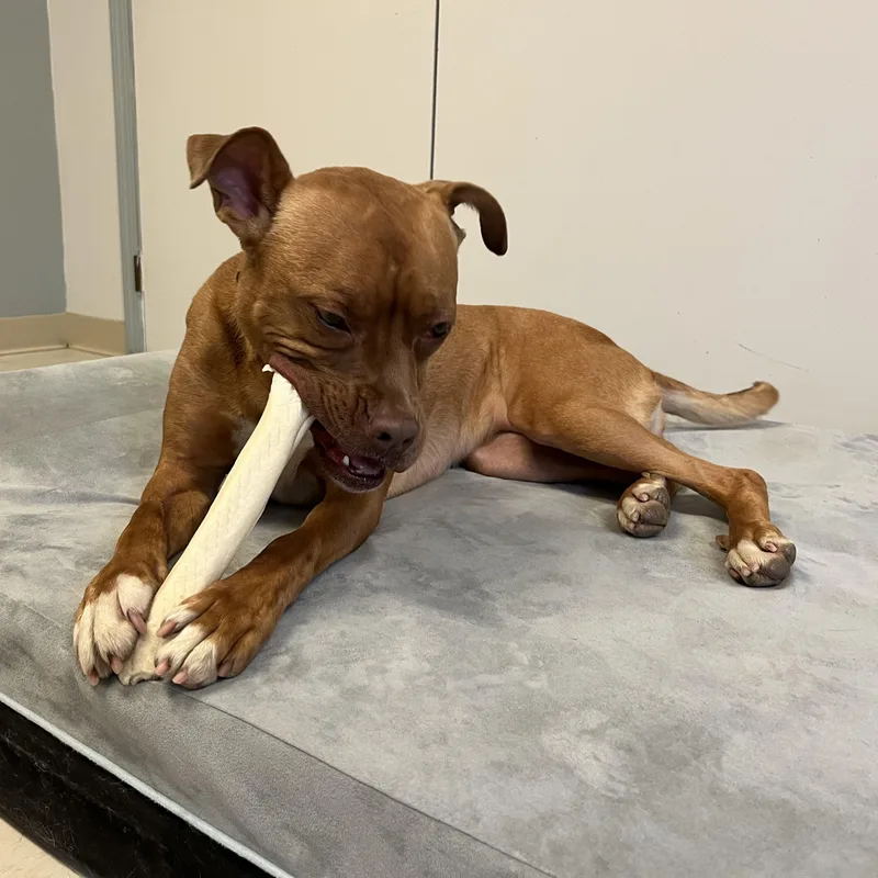 Hot Air Balloon thumbnail 6