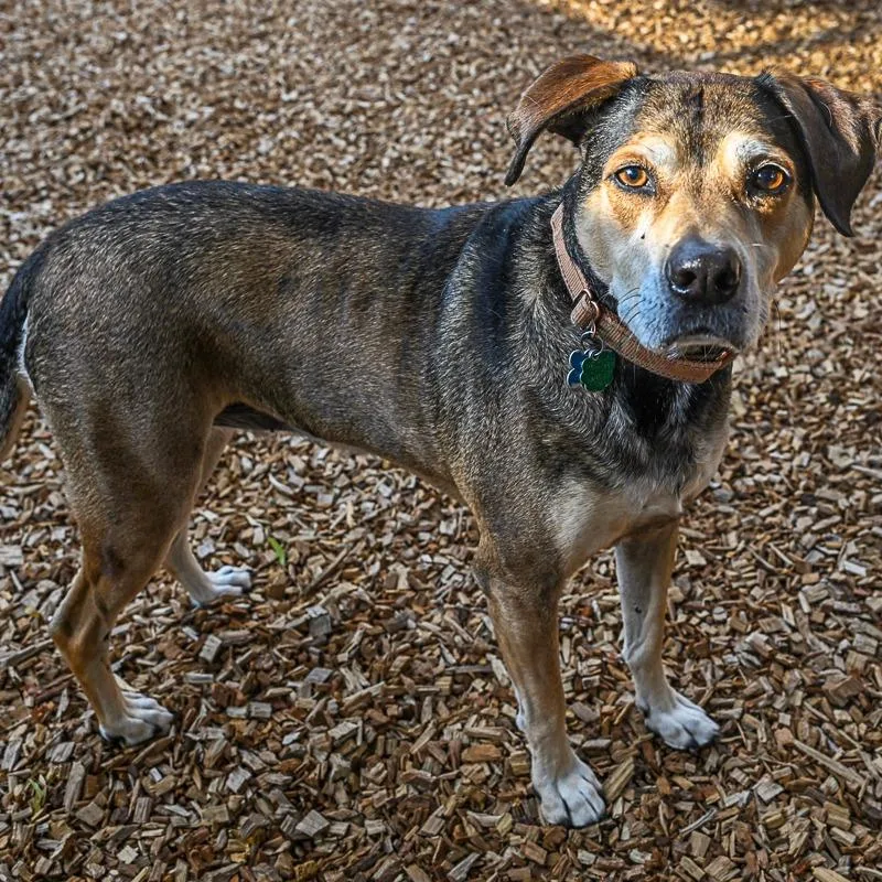 A senior small-sized female Mixed Breed dog named Bess for adoption in Arlington Heights, IL