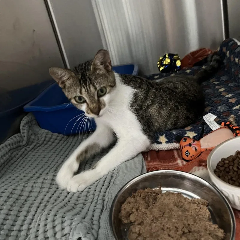 A young medium-sized female White Domestic Short Hair cat named Elanor for adoption in Jupiter, FL