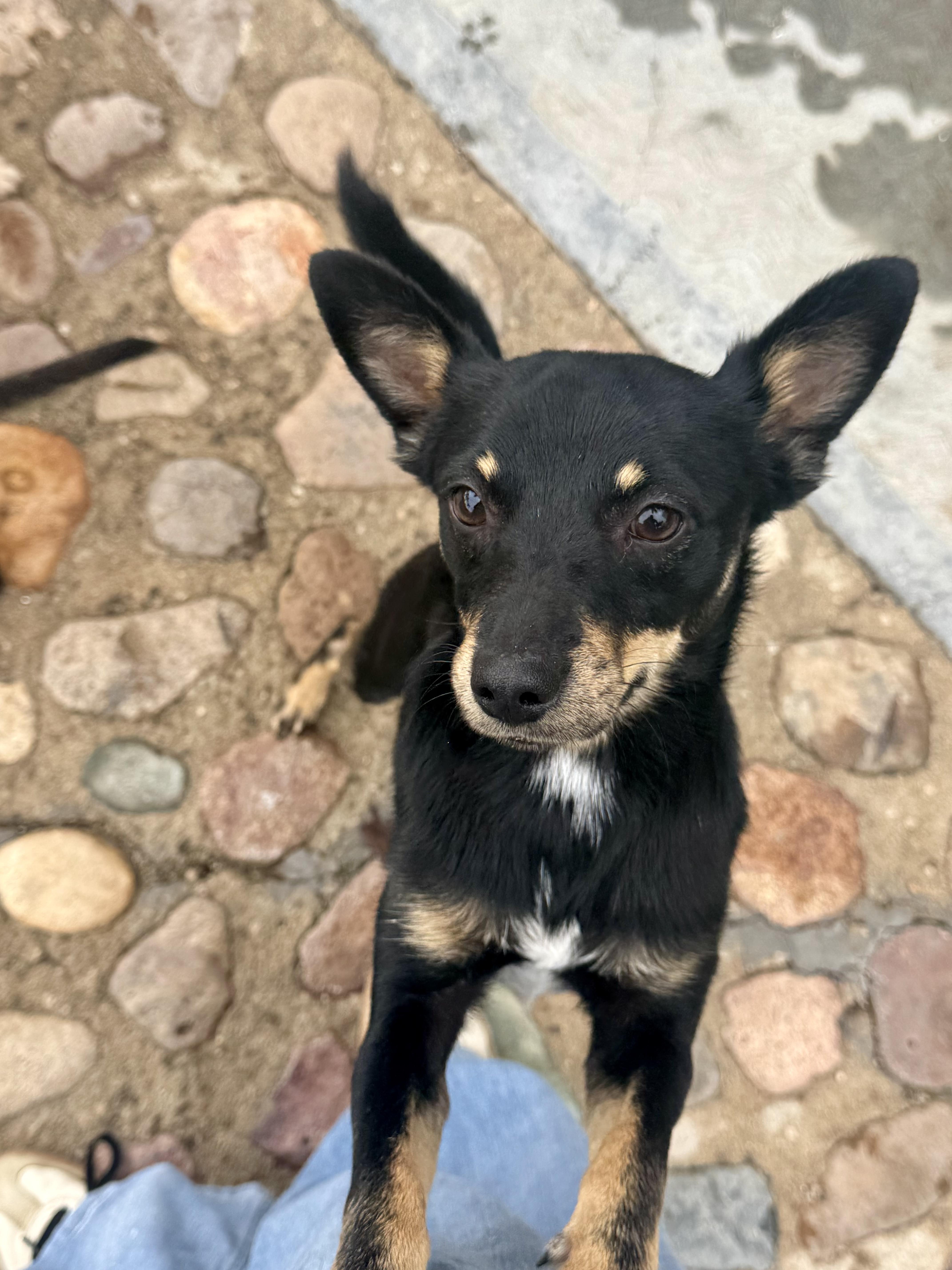 A young small-sized male Black Miniature Pinscher dog named Titan for adoption in Manvel, TX