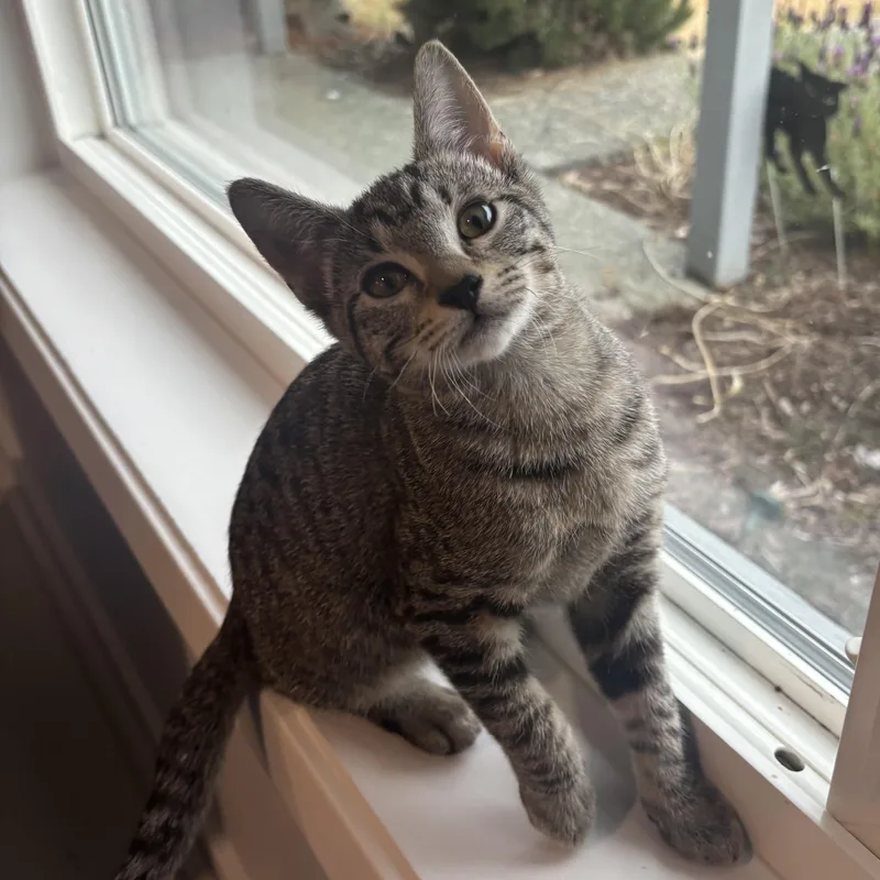 A baby medium-sized female Tabby (Brown / Chocolate) Domestic Short Hair cat named Rebar for adoption in Renton , WA
