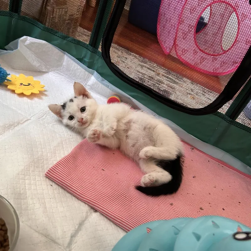 A baby small-sized female White Domestic Short Hair cat named Pixie for adoption in North Branford, CT