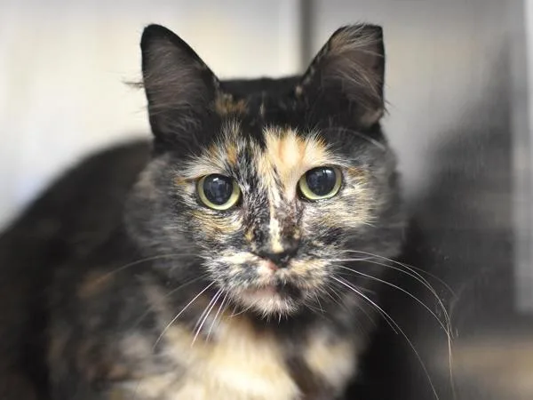 An adult small-sized female Domestic Medium Hair cat named Daphne for adoption in Portland, OR