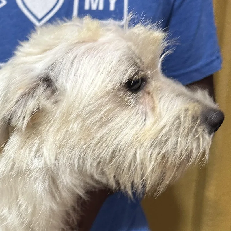 A baby small-sized female White / Cream Schnauzer dog named Sugar Local July for adoption in Brookshire, TX