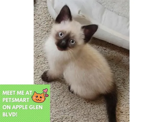 A baby small-sized female Siamese cat named Miya for adoption in Fort Wayne, IN