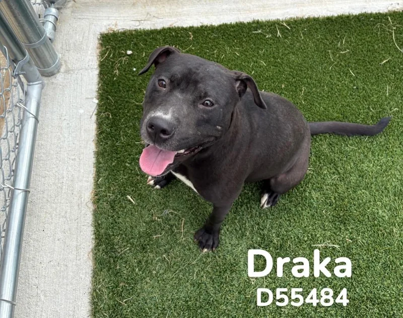 Draka