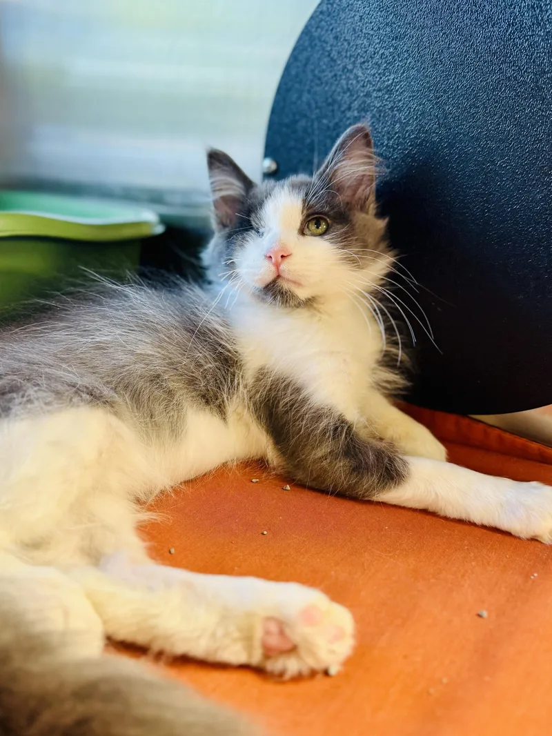 A baby medium-sized male Domestic Short Hair cat named Tibbs for adoption in Midland, MI