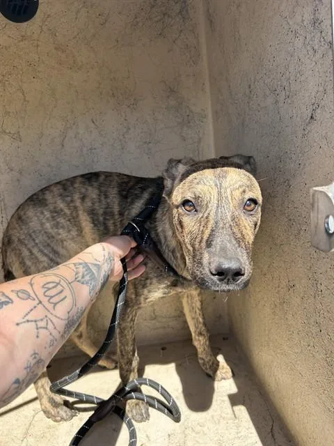 A young small-sized female Dutch Shepherd dog named A for adoption in Oklahoma City, OK