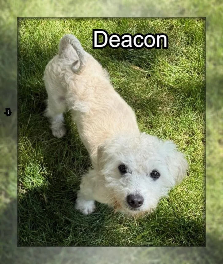 An adult small-sized male Bichon Frise dog named Deacon IN for adoption in Tulsa, OK