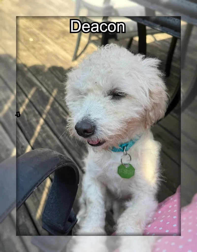 Deacon  IN thumbnail 2