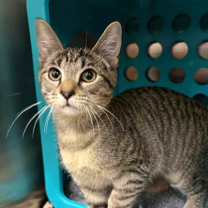 A baby small-sized female Domestic Short Hair cat named Cleo de Nile for adoption in Keizer, OR