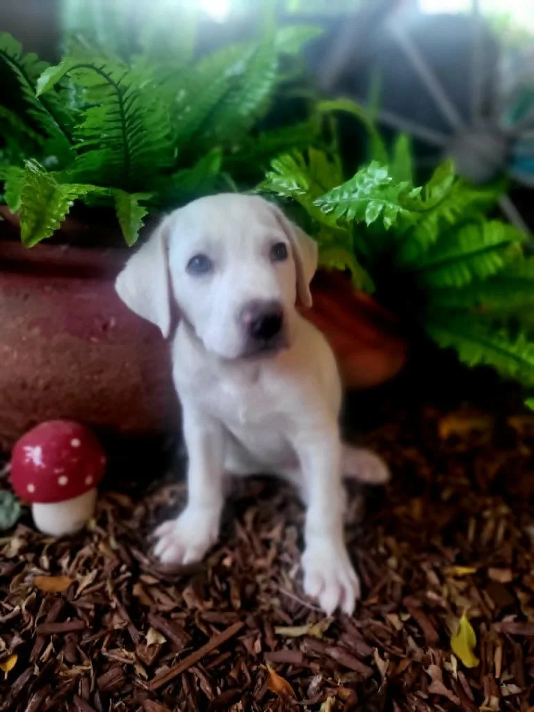 A baby medium-sized male Mixed Breed dog named Yeti for adoption in Mesa, AZ