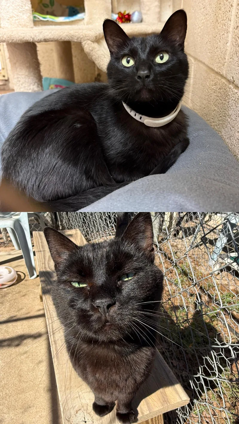 A senior medium-sized female Domestic Short Hair cat named Sweetie Pie & Baby for adoption in Guthrie, OK