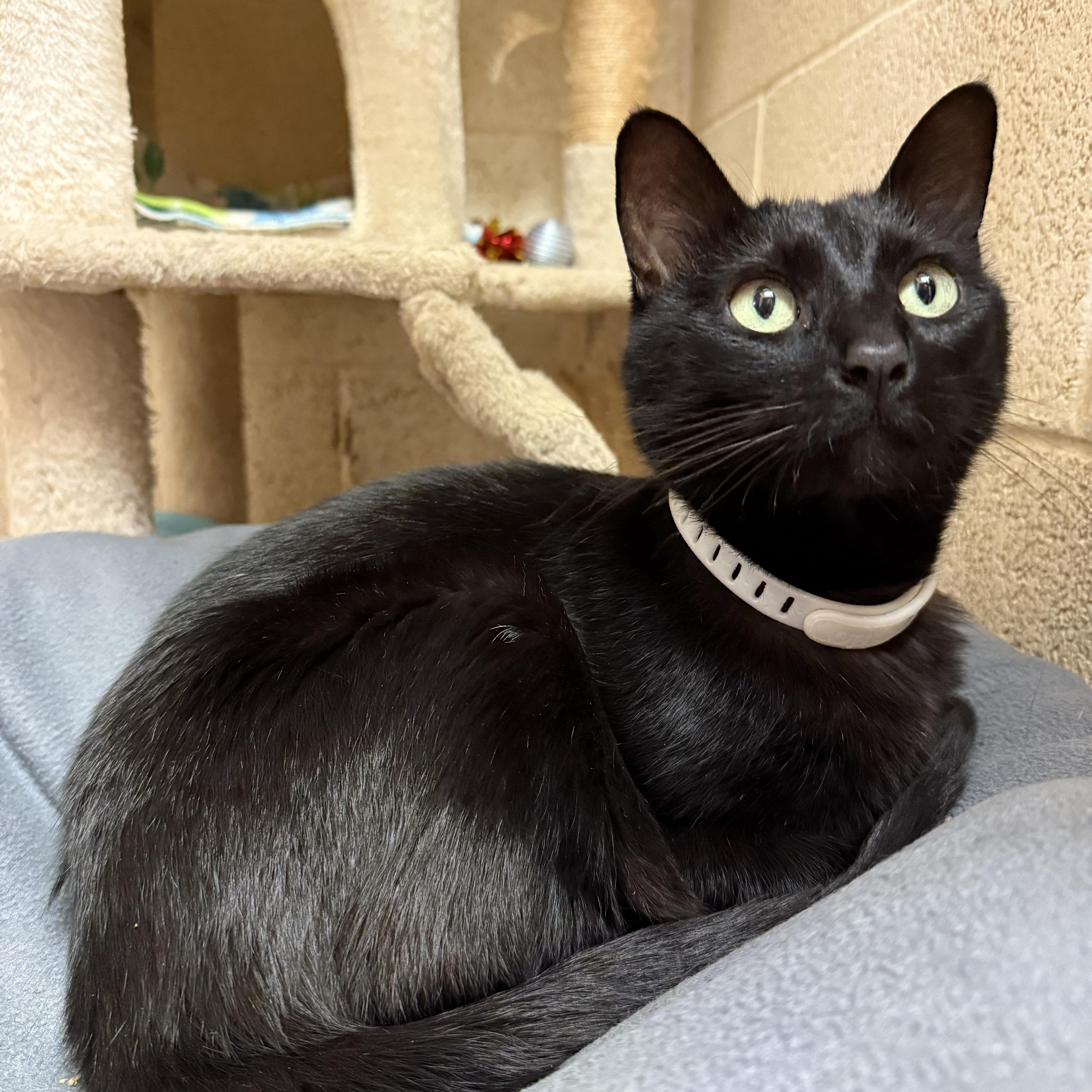 Sweetie Pie & Baby thumbnail 5