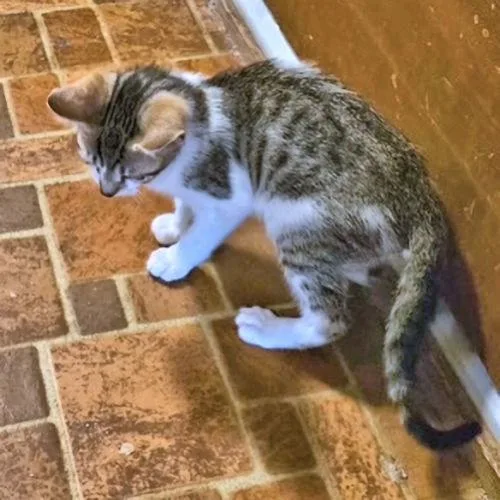 A baby medium-sized female Tabby cat named Beth for adoption in Rutherfordton, NC