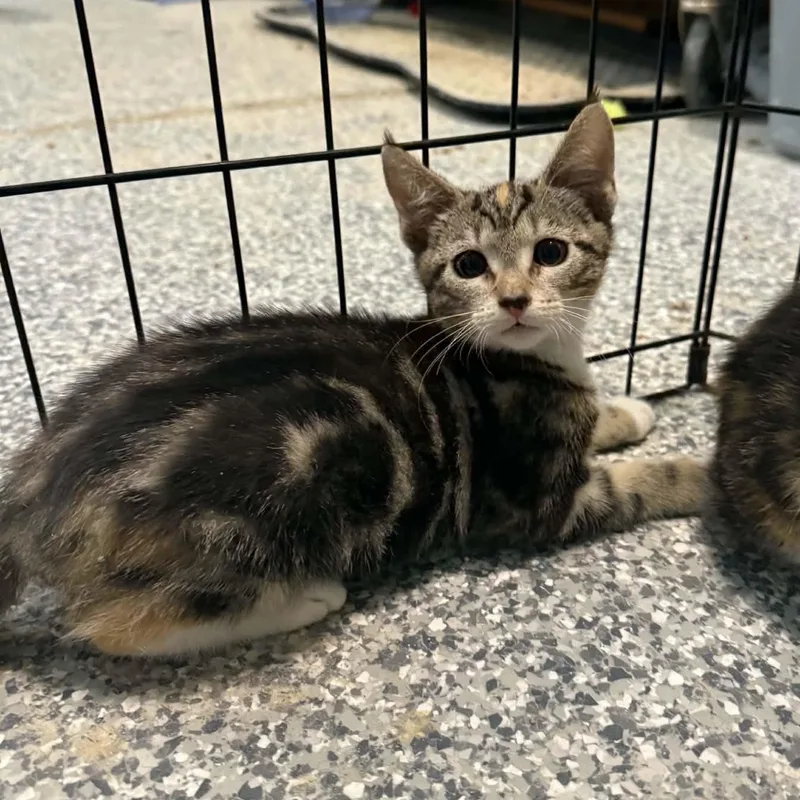 A baby small-sized female Torbie cat named Dottie for adoption in Antioch, CA