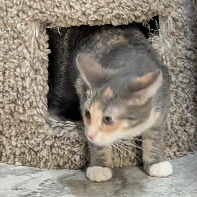 A baby small-sized female Dilute Calico Domestic Short Hair cat named Frito for adoption in Reisterstown, MD
