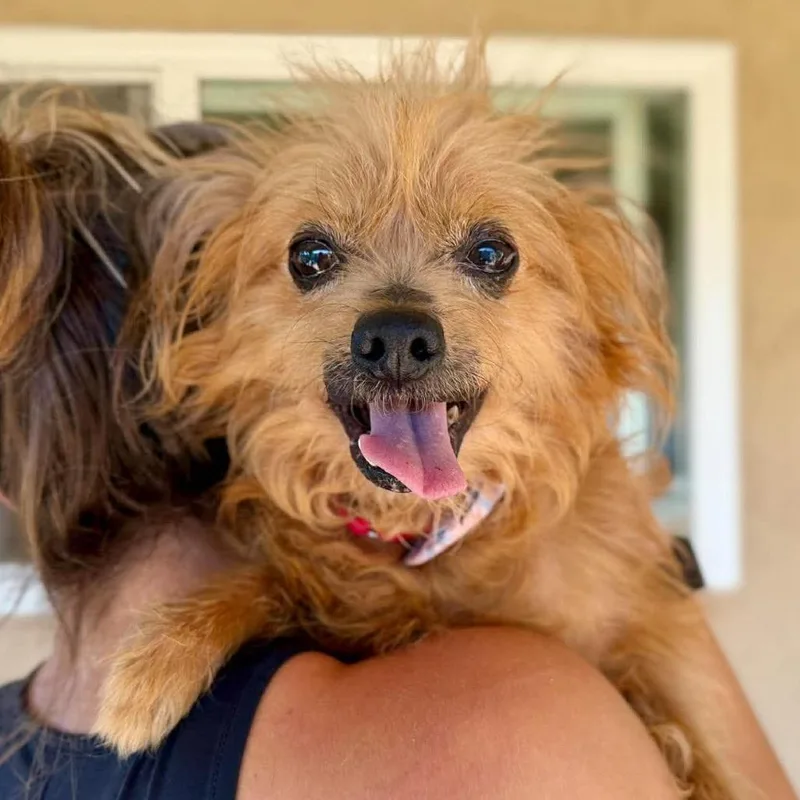 A senior small-sized male Brown / Chocolate Papillon dog named Yeti for adoption in Ramona, CA