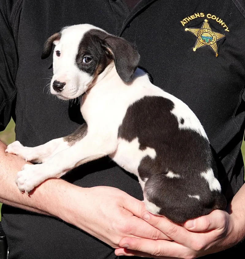 A baby medium-sized male Black Terrier dog named Clark for adoption in Millfield, OH
