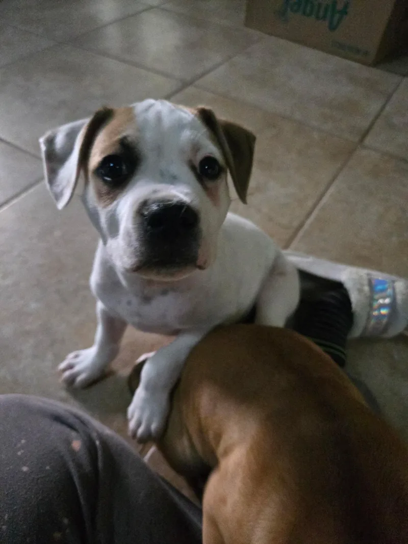 A baby medium-sized male English Bulldog dog named Siegfried for adoption in Poplarville, MS