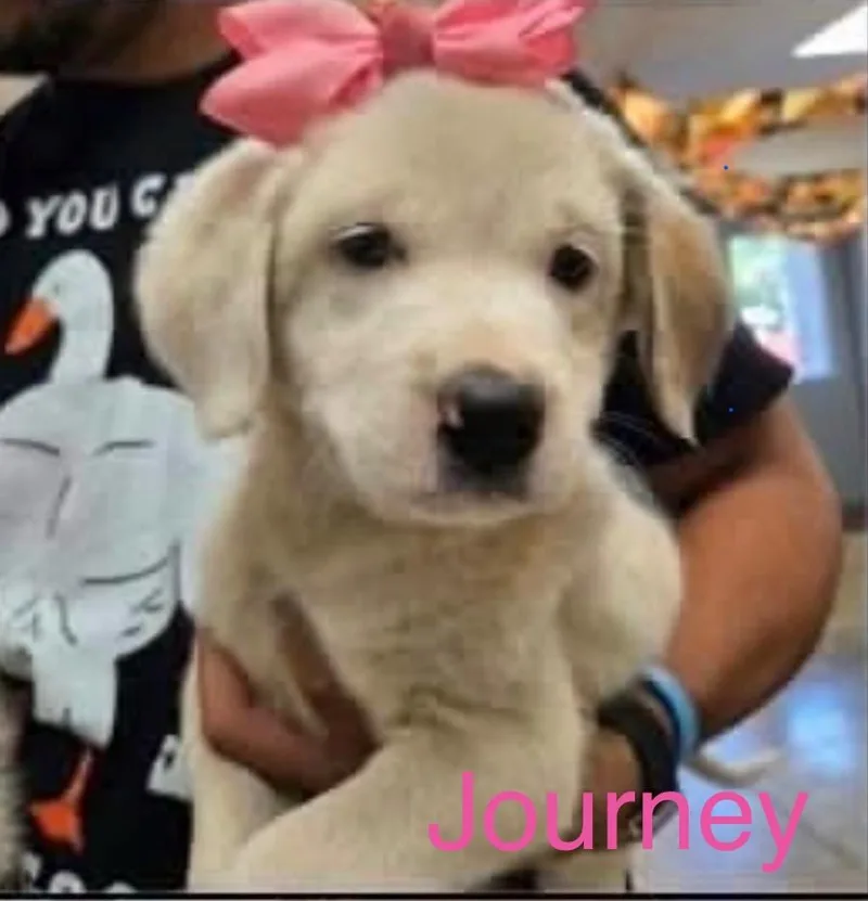 A baby large-sized female White / Cream Border Collie dog named Journey for adoption in Hamilton, NJ