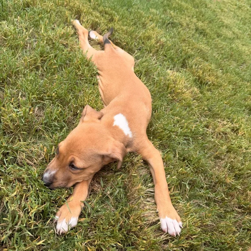 A baby medium-sized male Brown / Chocolate Mixed Breed dog named Albus for adoption in Durham, NC