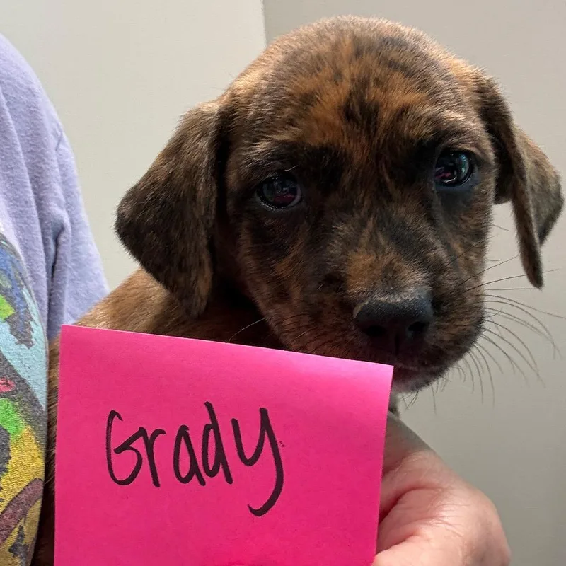 A baby medium-sized male Labrador Retriever dog named Grady for adoption in Cumming, GA