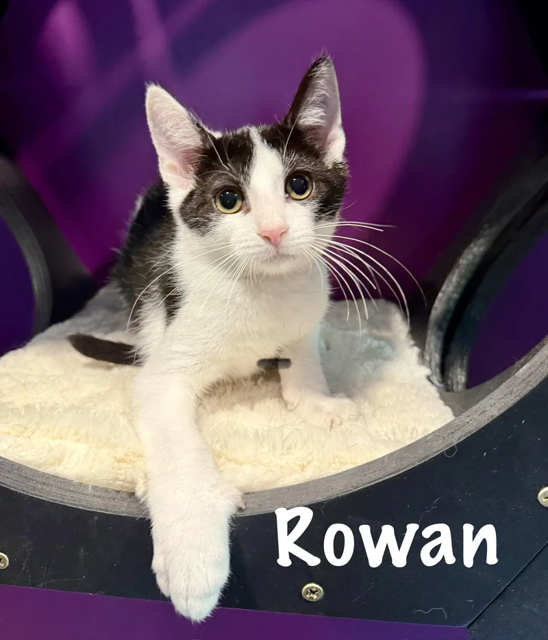 A baby medium-sized male Black & White / Tuxedo Domestic Short Hair cat named Rowan for adoption in Frewsburg, NY