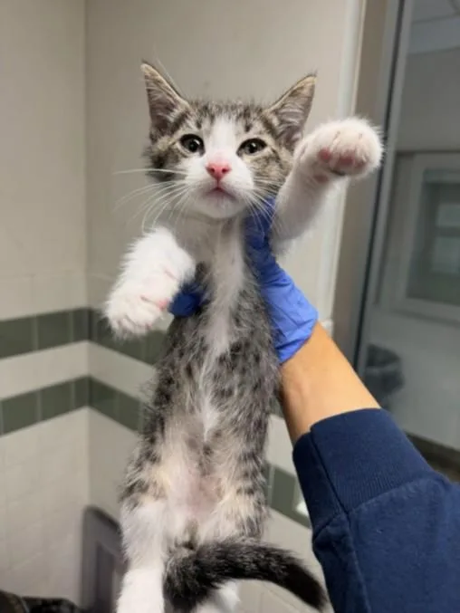 A baby small-sized male Domestic Short Hair cat named Hugo for adoption in Van Nuys, CA