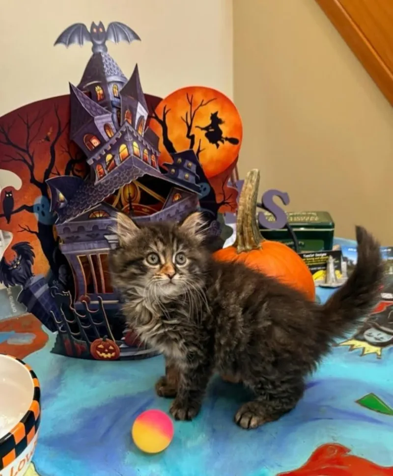 A baby medium-sized female Domestic Long Hair cat named Dolly for adoption in Johnston, RI