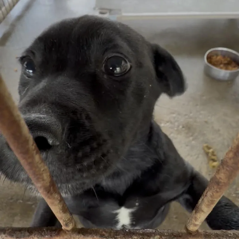 A baby small-sized male Black Pit Bull Terrier dog named Damon for adoption in Wiggins, MS