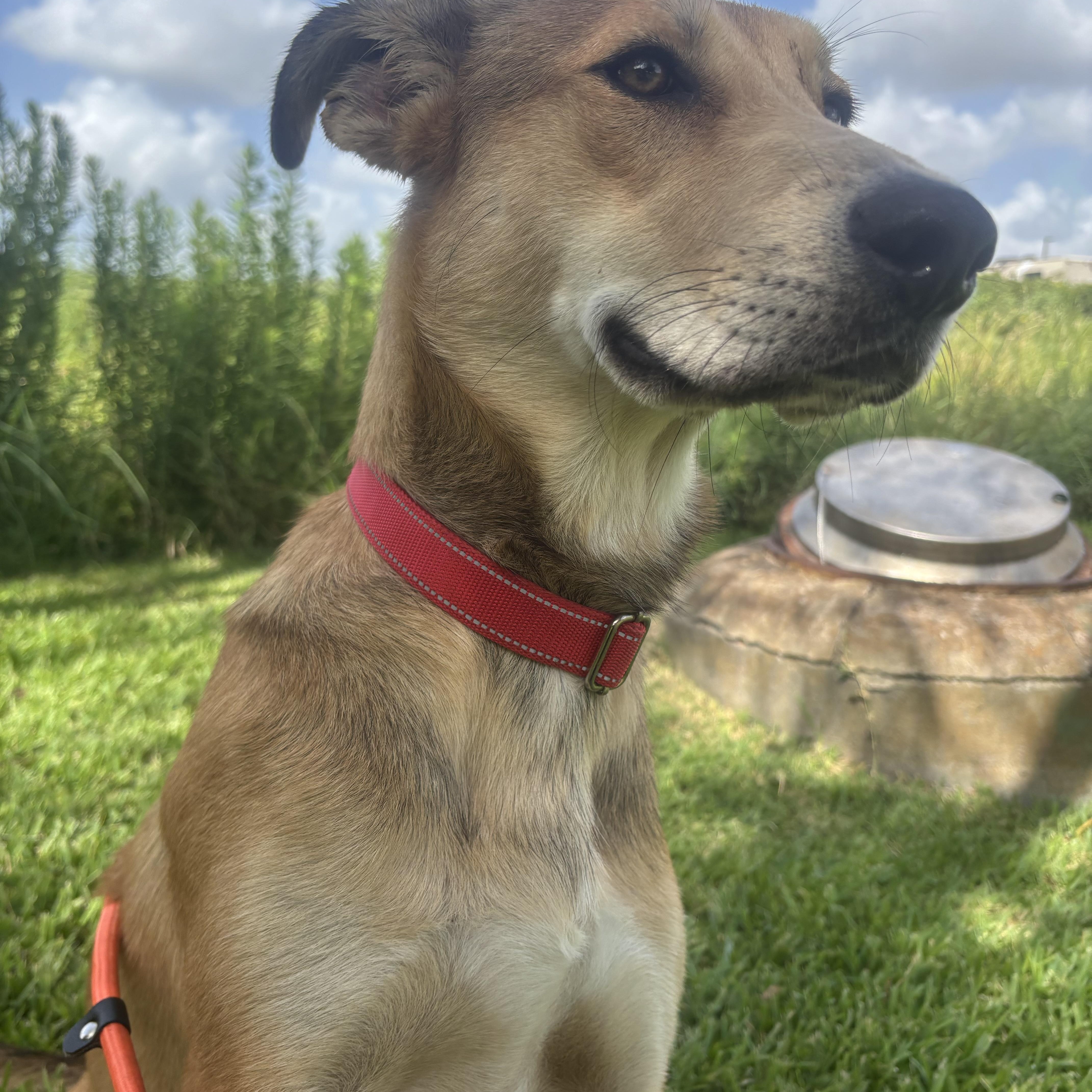A young medium-sized male Bicolor Mixed Breed dog named Fletch for adoption in Pearland, TX