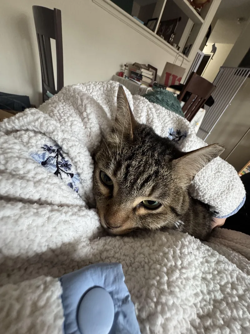 A young medium-sized female Tabby (Buff / Tan / Fawn) Domestic Short Hair cat named Poppy for adoption in Waltham, MA