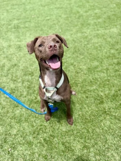 An adult large-sized female Pointer dog named Rayna for adoption in Daytona Beach, FL