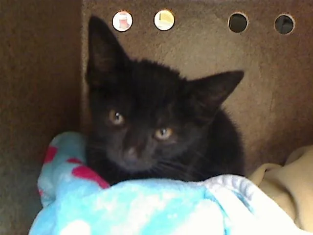 A baby medium-sized female Domestic Short Hair cat named Iris for adoption in Cookeville, TN