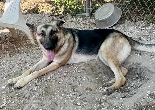 A young large-sized female German Shepherd Dog dog named Dora for adoption in Pensacola, FL