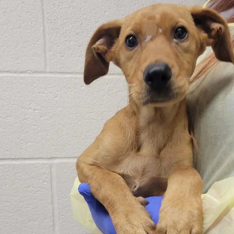 A baby small-sized female Hound dog named Mars for adoption in Concord, NC