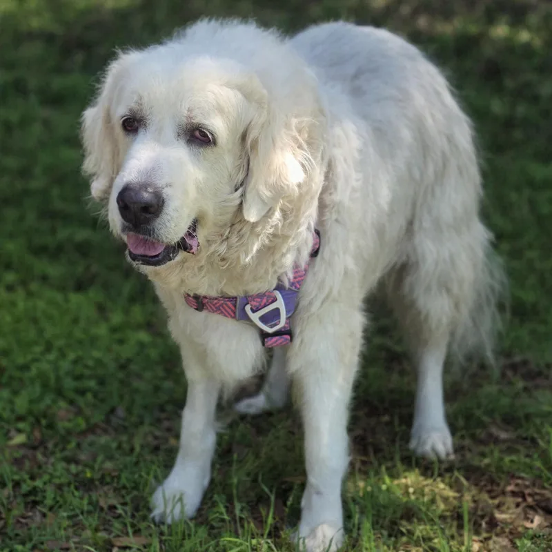 An adult large-sized male White / Cream Great Pyrenees dog named Ransom for adoption in Spring, TX