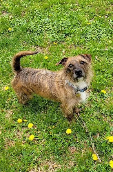 An adult small-sized male Terrier dog named Oliver for adoption in Huntington, NY