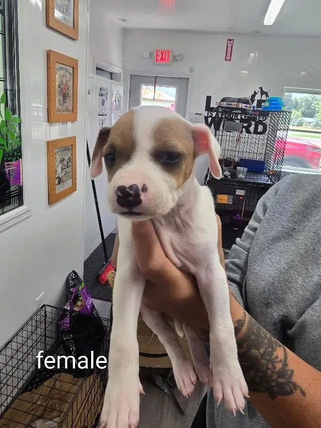 A baby small-sized female Mixed Breed dog named Hope for adoption in Glenfield, NY