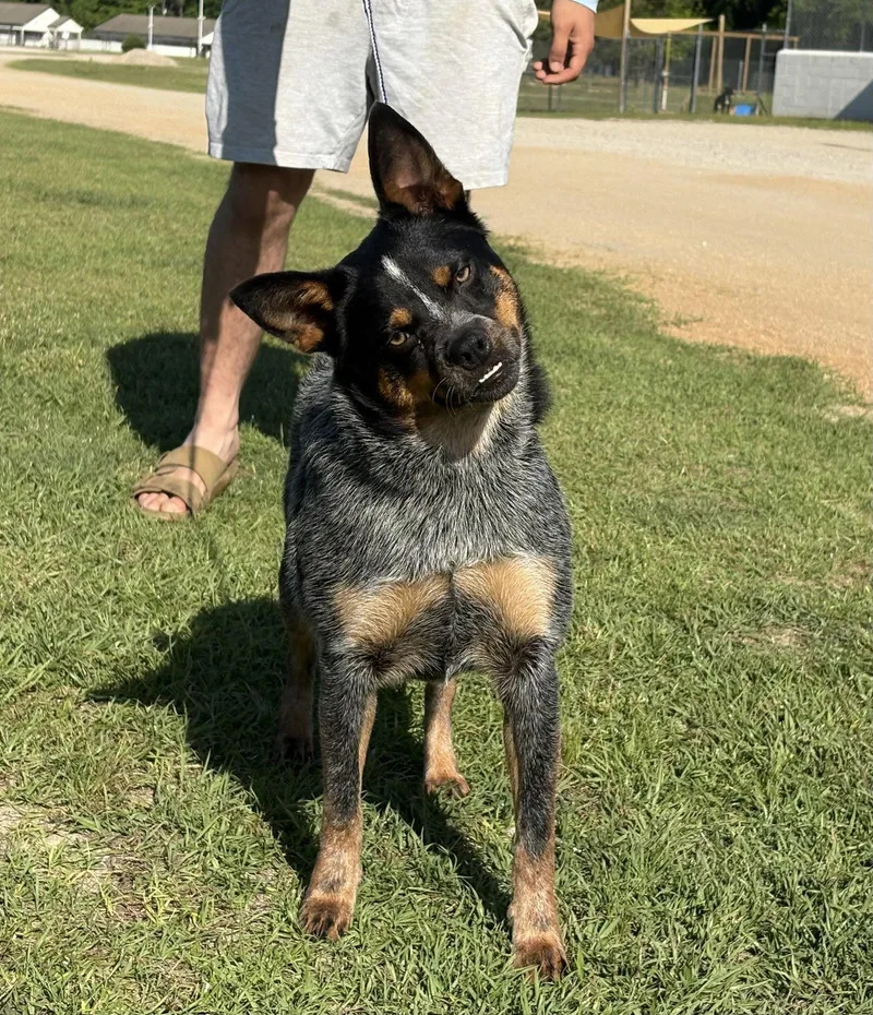 An adult large-sized male Australian Cattle Dog / Blue Heeler dog named Chase Dixon for adoption in Rockaway, NJ